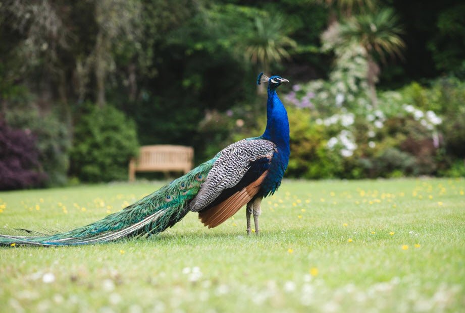 Achamore Gardens, United Kingdom